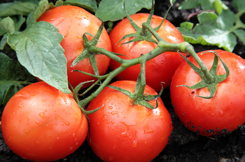 5 fresh tomatoes on the vine