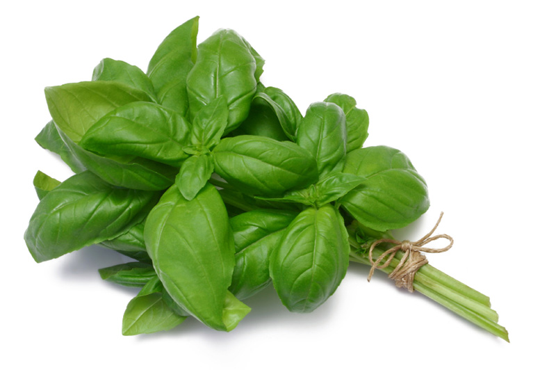 Basil Oil