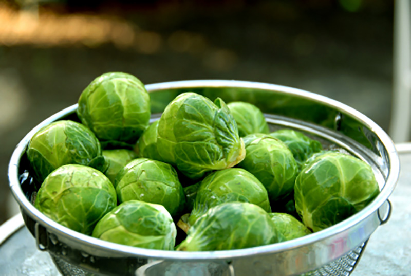 Chicken and Shredded Brussels Sprouts Salad