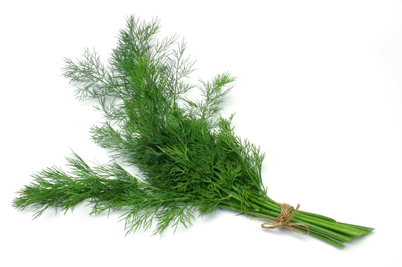 Dill Oil