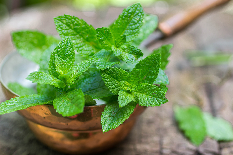 Cucumber Mint Yogurt