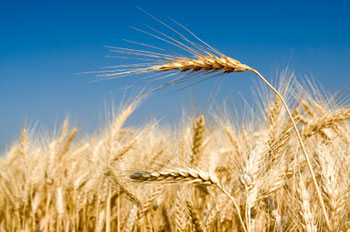 a field of wheat