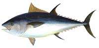 Bluefin Tuna