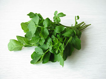 Watercress