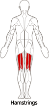 Hamstring Muscles