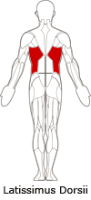 Latissimus Dorsi Muscles